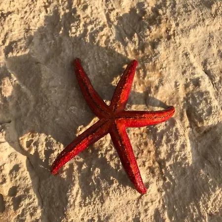 Zrina - * トロギール